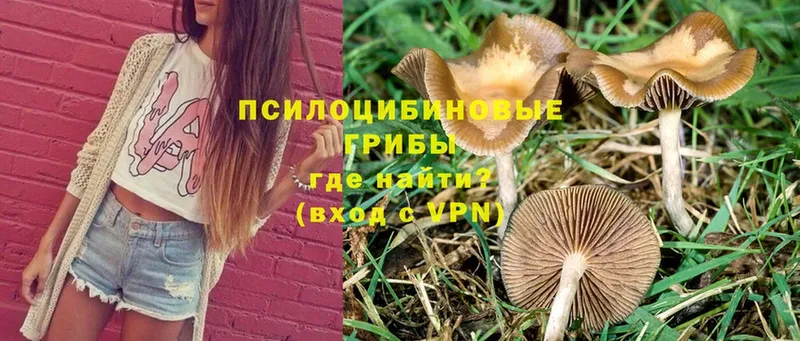 даркнет Telegram  Киреевск  Псилоцибиновые грибы MAGIC MUSHROOMS  мега рабочий сайт 